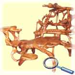 ������������ ������ �� �������� ������. ���������.